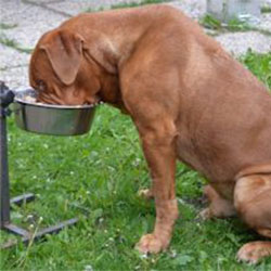Feeding Your Older Dog